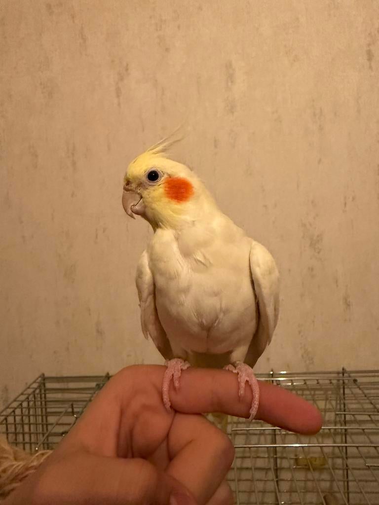 Te koop: 2 valkparkieten (cockatiels) + grote kooi, Dieren en Toebehoren, Ophalen, Zo goed als nieuw