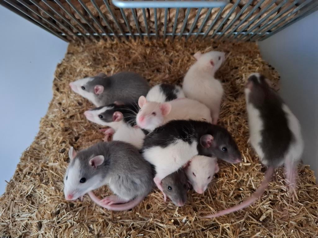 Ratten, Dieren en Toebehoren, Knaagdieren, Rat, Februari, Meerdere dieren, Tam