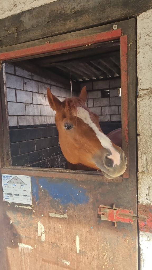 Merie juni 2017 quarter, Animaux & Accessoires, Vermifugé, Cheval western, Ne s'applique pas, Jument