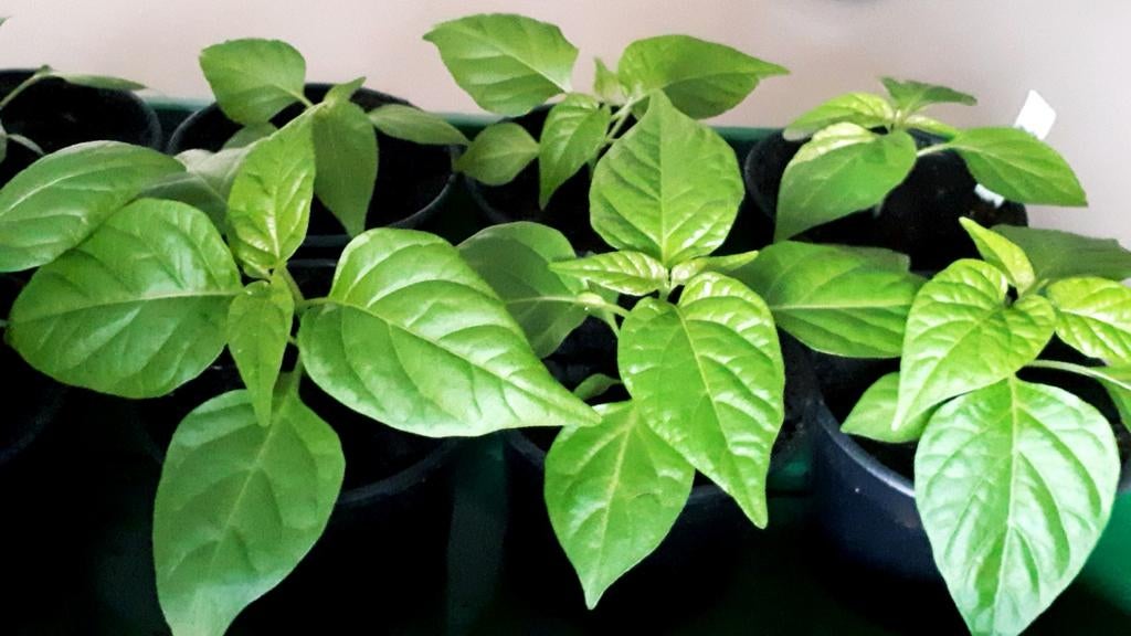 Peperplanten 🌶🌿🌶, Tuin en Terras, Ophalen