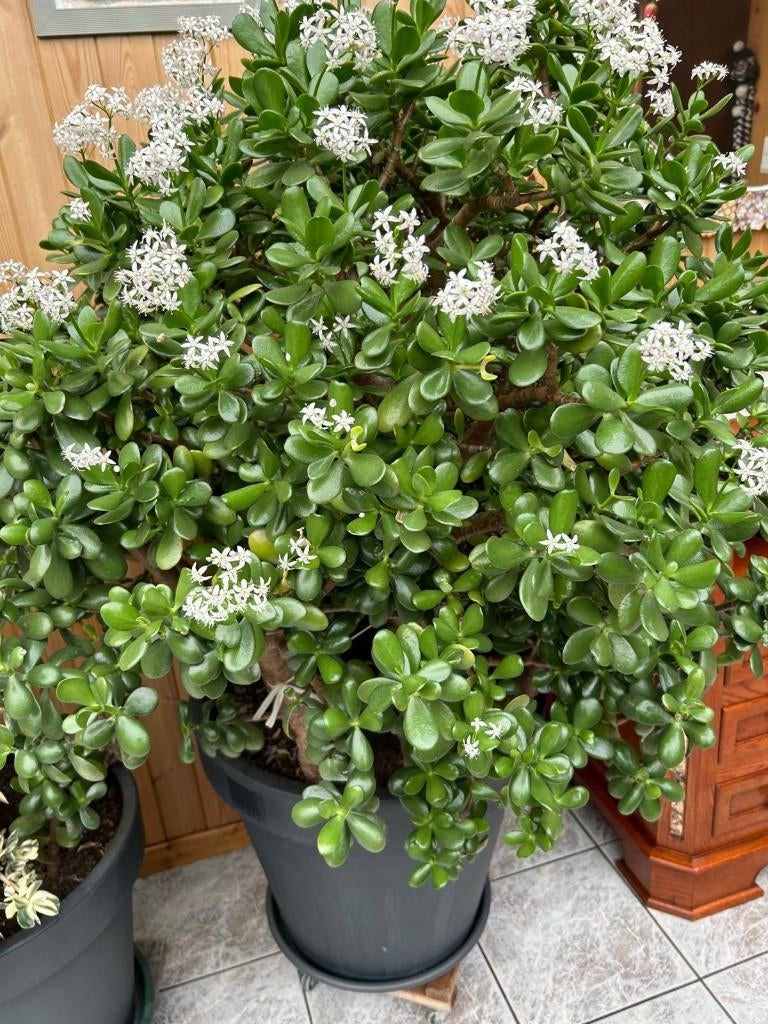 Une vieille CRASSULLA OVATA,30 ans, d'une valeur inestimable, Enlèvement