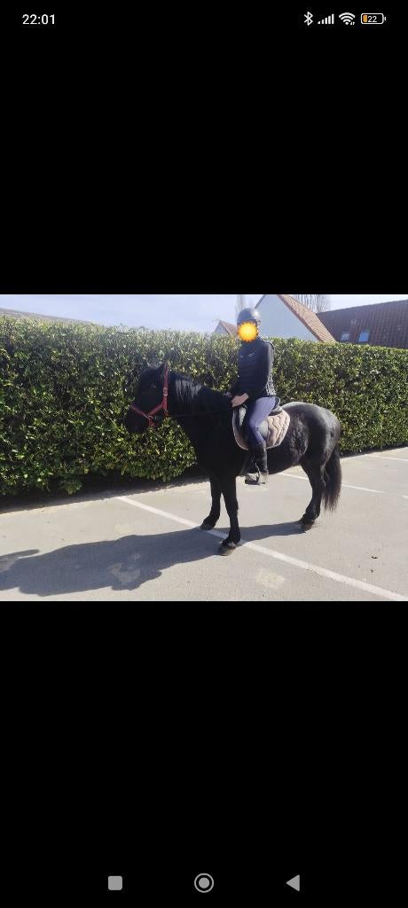 Jument Merens, Animaux & Accessoires, Chevaux, Jument, 3 à 6 ans