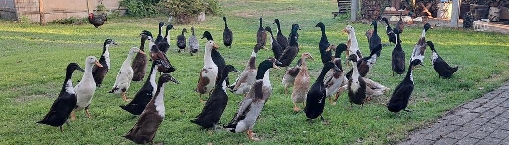 Broedeieren loopeenden, Enlèvement