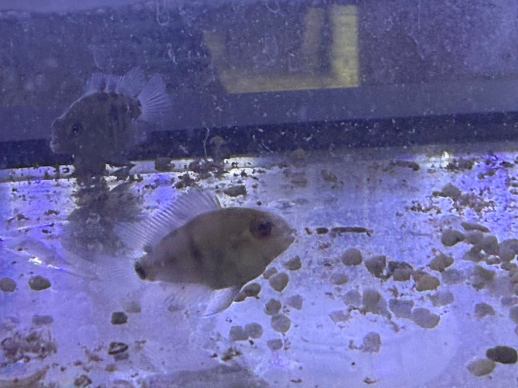 10 kleine papegaai cichliden wit-zwart gestreept, Vis, Zoetwatervis