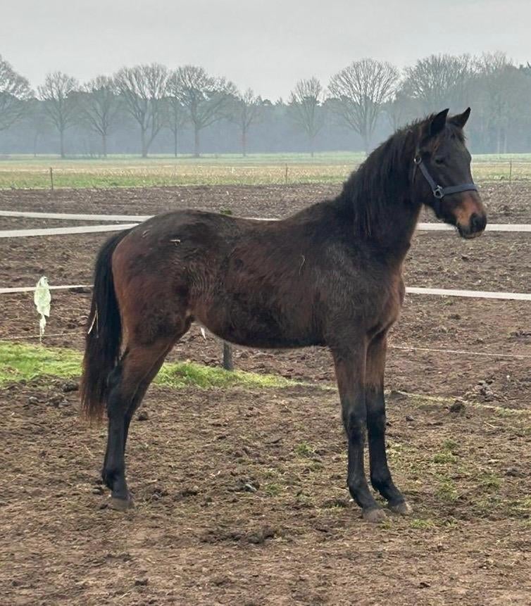 TK: bijna 2 jarige dressuurtopper, Dieren en Toebehoren, Minder dan 160 cm, Met stamboom, Ruin, Niet van toepassing