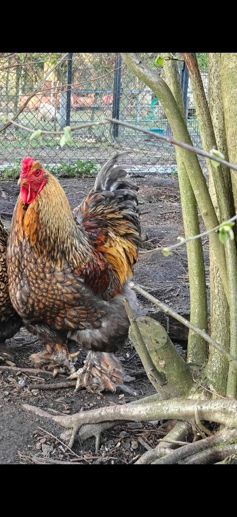 Broedeieren beschikbaar, Dieren en Toebehoren, Pluimvee, Kip