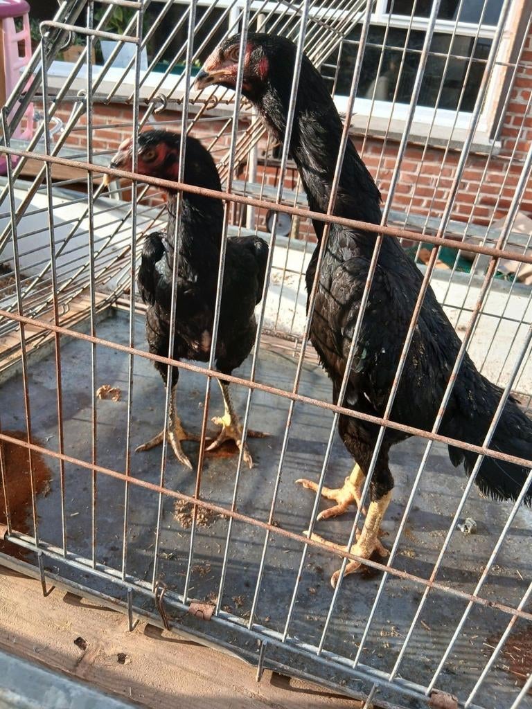 Poulets japonais 2025, Animaux & Accessoires