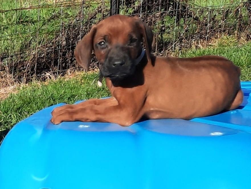 Rhodesian ridgeback pups met stamboom, Dieren en Toebehoren, Parvo, België, Fokker | Hobbymatig, Overige rassen