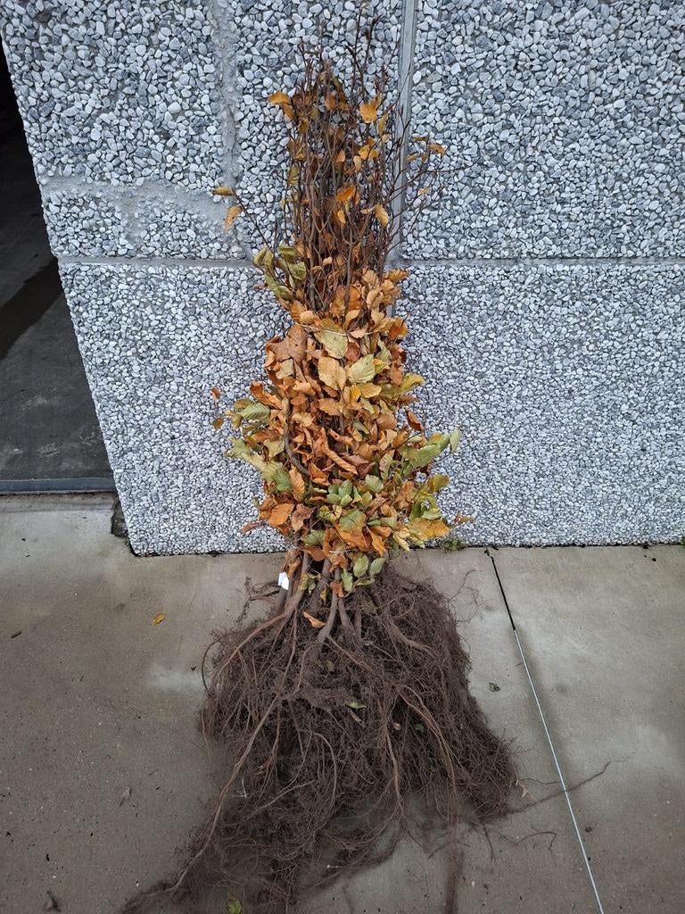 ‼️Beuk fagus sylvatica aan promoprijzen ‼️, Tuin en Terras, Planten | Struiken en Hagen, Ophalen, Beukenhaag