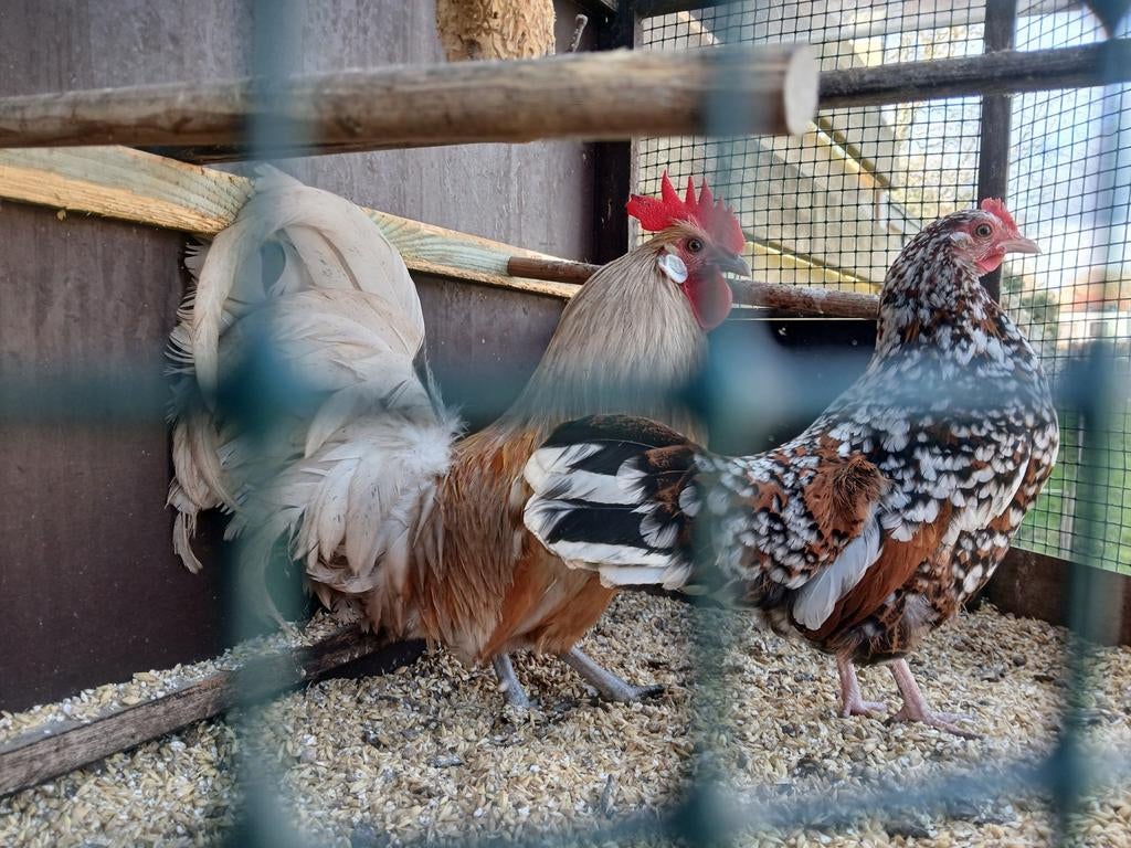 Engelse kippen koppel 20€