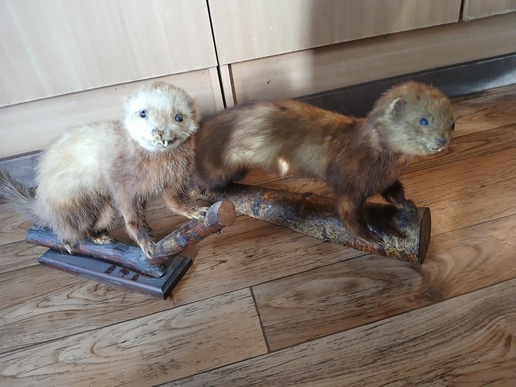 Opgezette hermelijn, Ophalen of Verzenden, Zo goed als nieuw