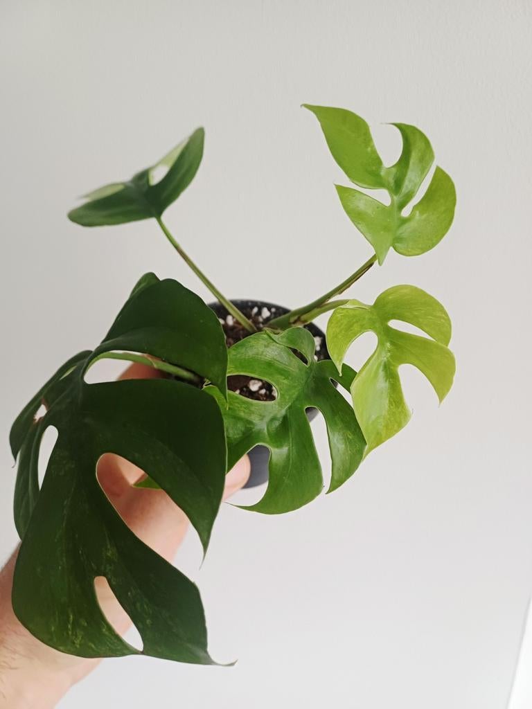 Rhaphidophora Tetrasperma Mint Variegated (monstera minima), Huis en Inrichting, Kamerplanten, Overige soorten, In pot, Minder dan 100 cm