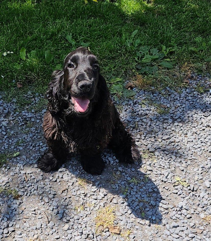 Cocker anglais femelle 16-4-25, 15 semaines à 1 an, Belgique, Éleveur | Professionnel, Plusieurs