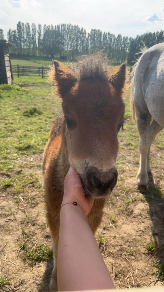 Shetlander pony hengst, Hengst