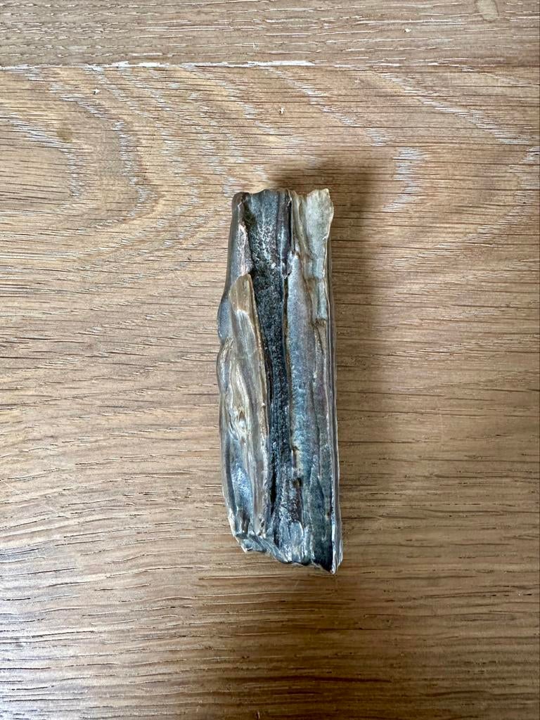 Versteend hout (ca 10cm), Verzamelen, Mineralen en Fossielen, Ophalen of Verzenden