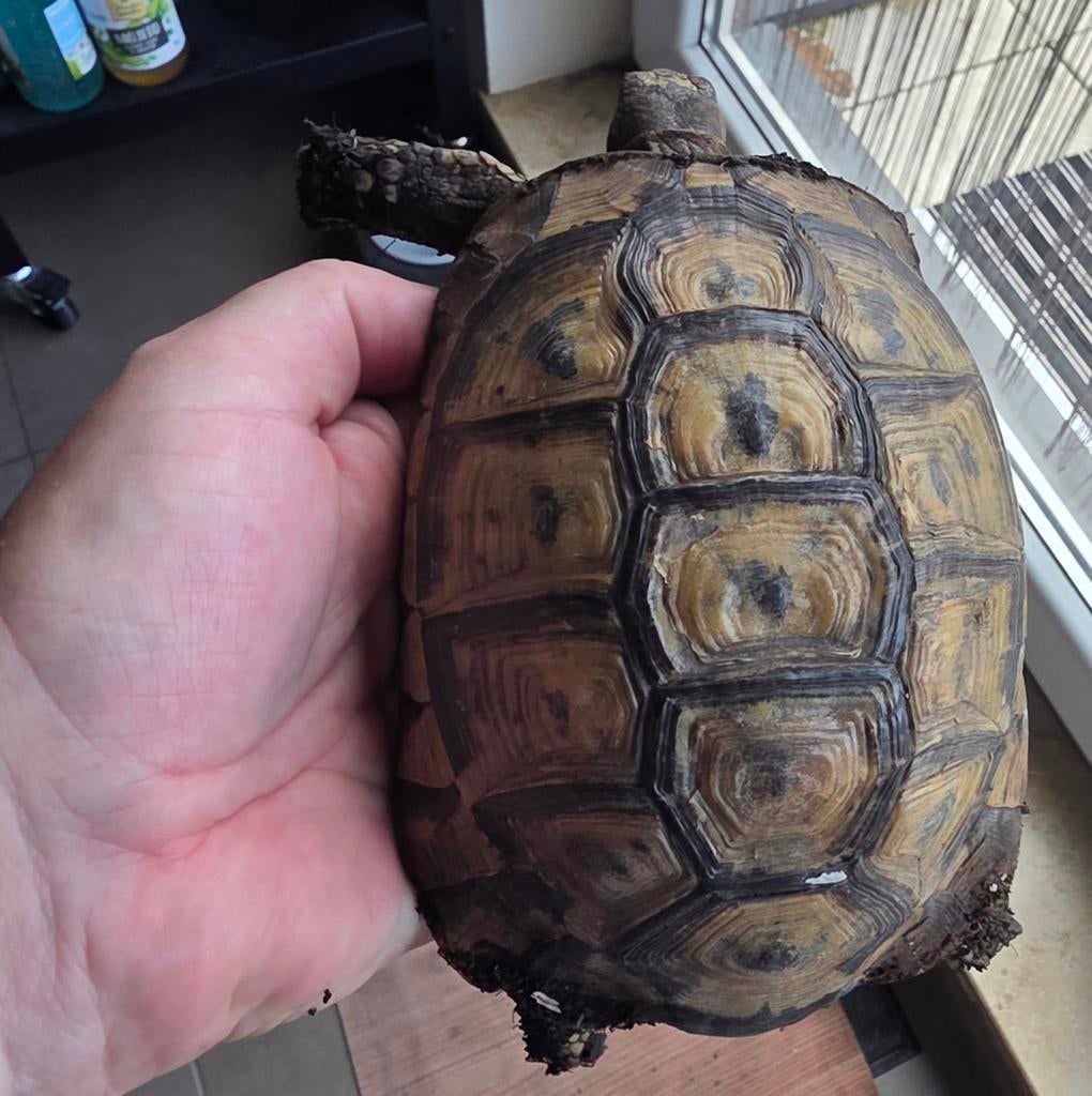Testudo Graeca, 16 jaar, man, in zeer goede gezondheid., Dieren en Toebehoren