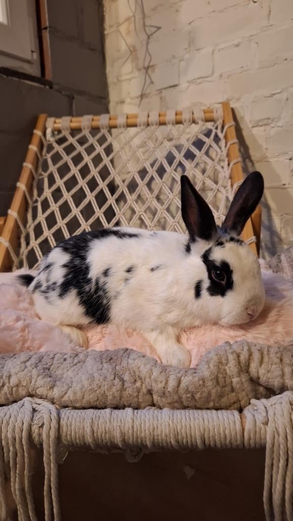 jonge konijntjes te koop €3,00, Dieren en Toebehoren, Konijnen, Groot, Hangoor