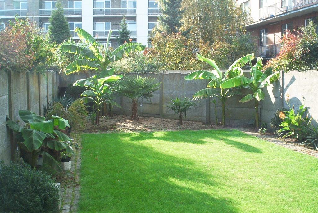 Bananier Musa basjoo, Jardin & Terrasse, Enlèvement, En pot