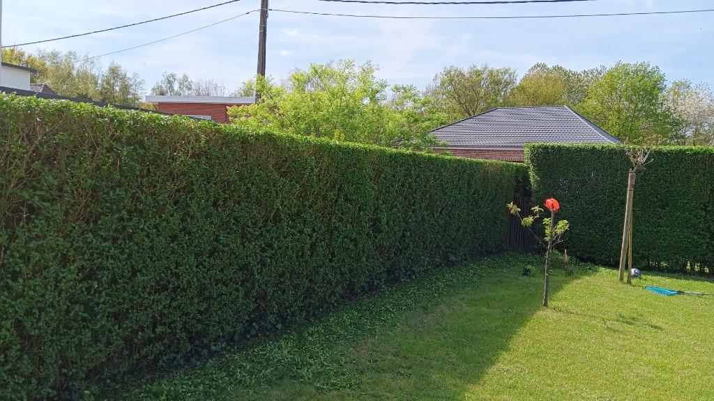 Tuinonderhoud Van Tricht, Tuinonderhoud of Snoeiwerk