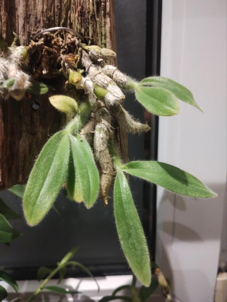 Orchidee Dendrobium senile, Huis en Inrichting, Kamerplanten, Ophalen