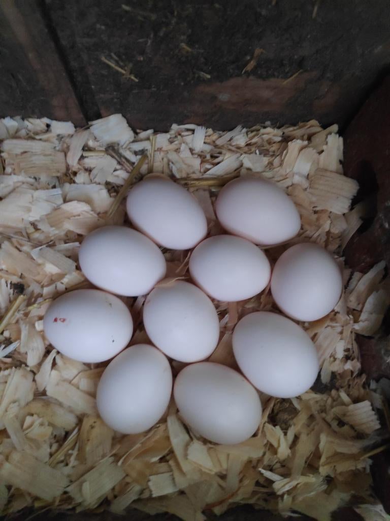 Chabo broedeieren, Ophalen