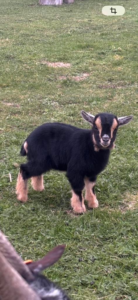Te koop moedergeit 3 jaar met 2 lammetjes, Dieren en Toebehoren, Schapen, Geiten en Varkens