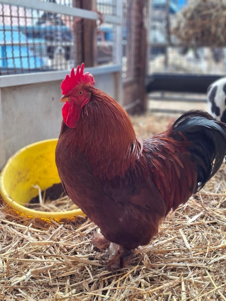 Haan, Dieren en Toebehoren, Pluimvee, Mannelijk, Kip