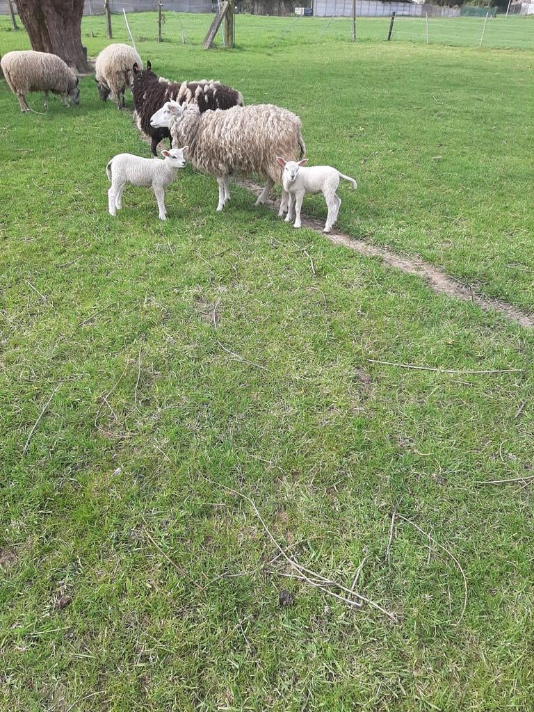 Jonge ooi met 2 lammetjes, Dieren en Toebehoren