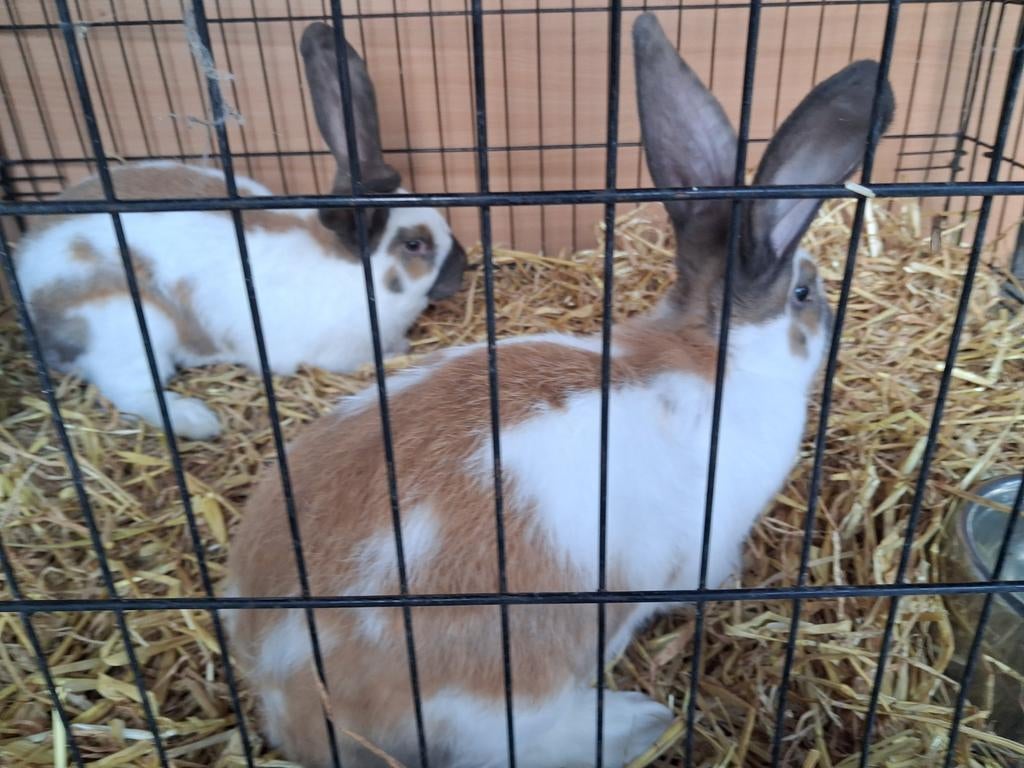 Reuse vlinders, Dieren en Toebehoren