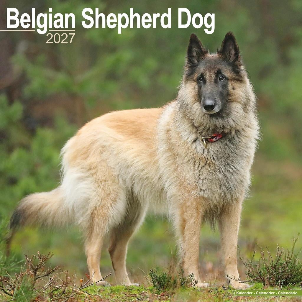 Belgian Shepherd kalender 2027 in pre-order, Diversen, Kalenders, Verzenden, Jaarkalender, Nieuw