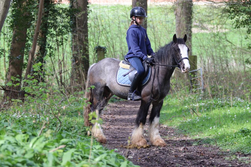 Tinker élégant, Animaux & Accessoires, Chevaux, Hongre
