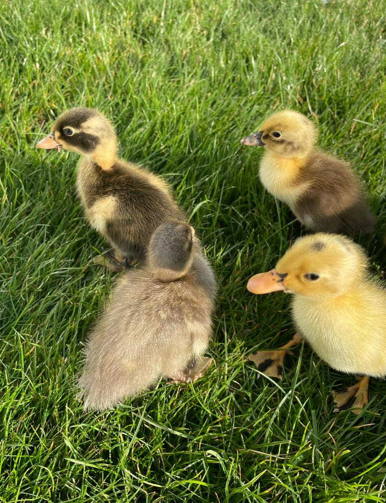 Kuikens indische loopeenden, Dieren en Toebehoren, Pluimvee, Geslacht onbekend