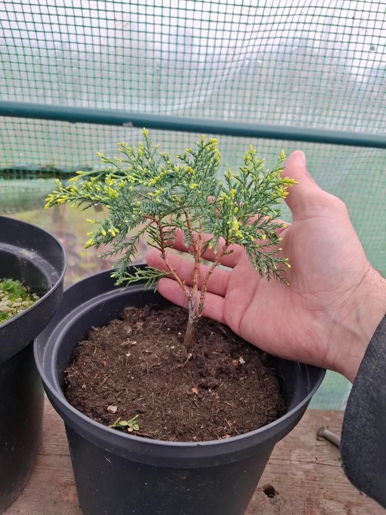 +/- 30 jeunes juniperus pour pré bonsaïs, Enlèvement