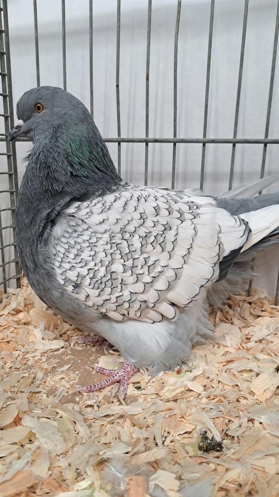 Poolse Lynx, Sexe inconnu, Autres espèces