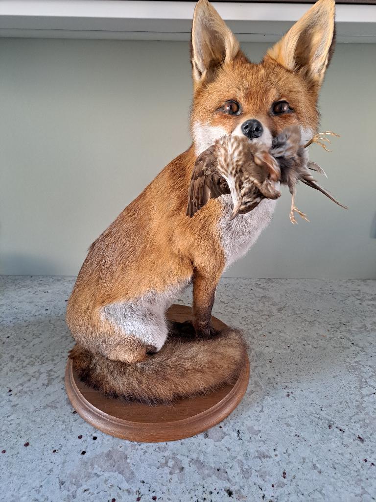 Renard empaillé monté sur socle bois, Collections, Enlèvement, Comme neuf, Animal sauvage, Autres types