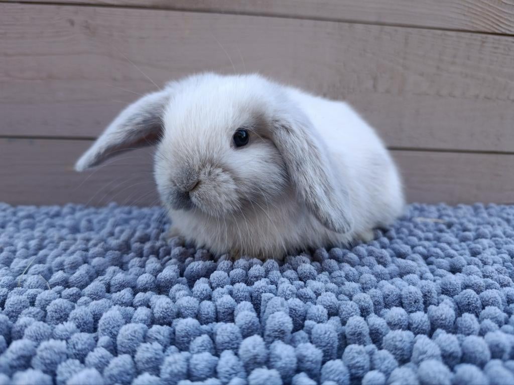 Hangoor dwergkonijntje NHD, Dieren en Toebehoren, Konijnen, Dwerg, Mannelijk, 0 tot 2 jaar, Hangoor
