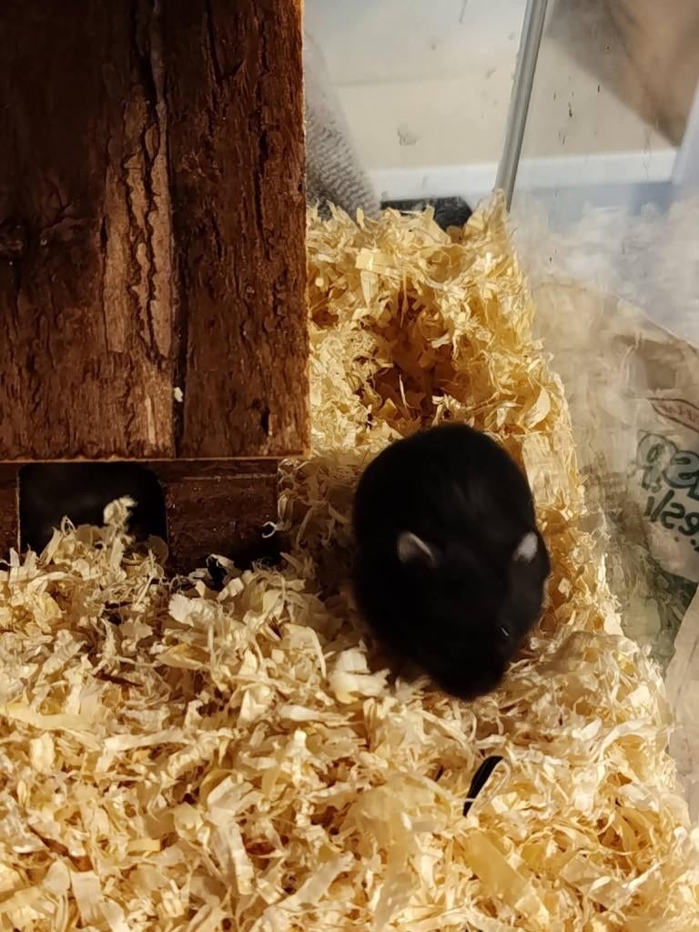 Zwarte hamster, Dieren en Toebehoren, Hamster, Februari, Mannelijk, Tam