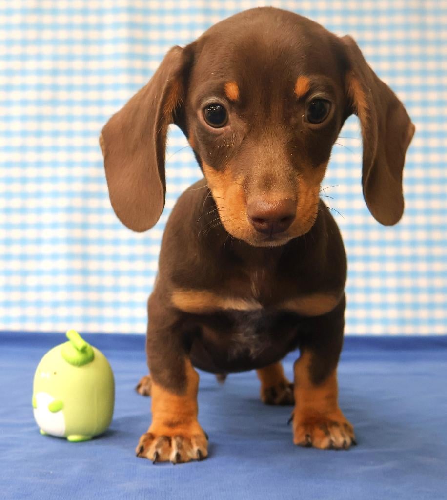Prachtige Teckel pups!, Dieren en Toebehoren, Standaard, 15 weken tot 1 jaar, Parvo, Meerdere