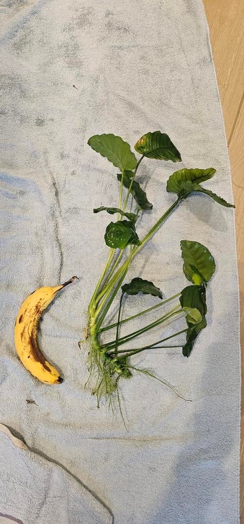 Anubias stukken | Aquariumplanten, Ophalen