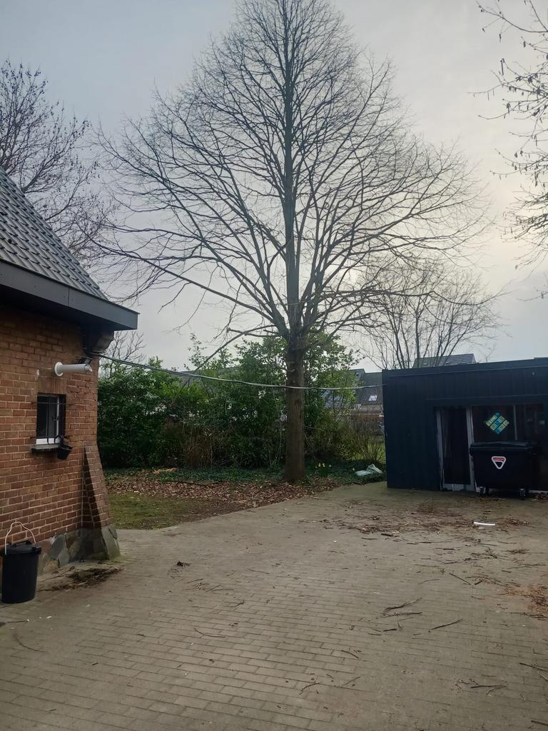 Boom snoeien kappen, Immo