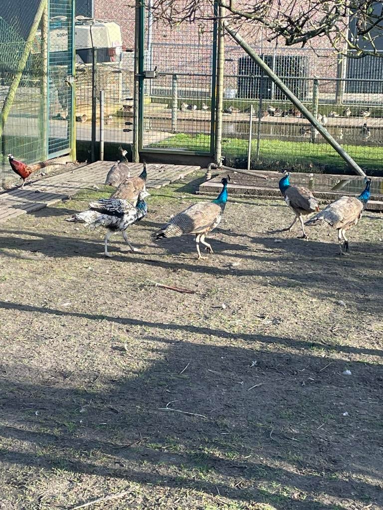 Pauwen, Plusieurs animaux, Autres espèces