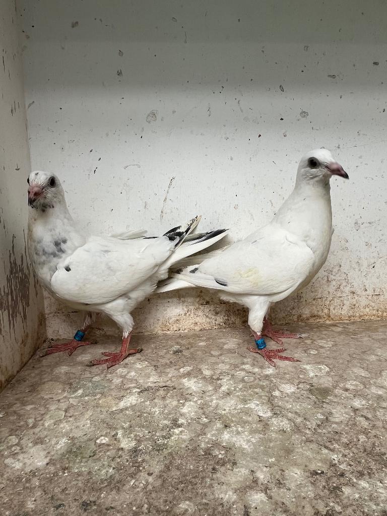 Jonge duiven, Meerdere dieren, Postduif