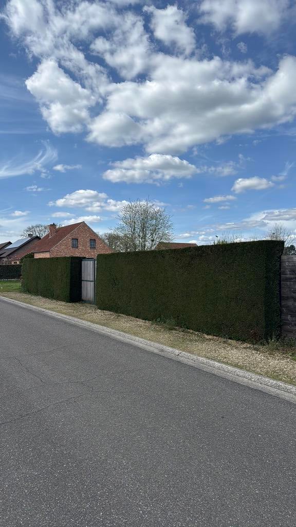 Coniferenhaag – zelf uit te graven – €10/stuk of €50 geheel, Tuin en Terras, Ophalen, Haag