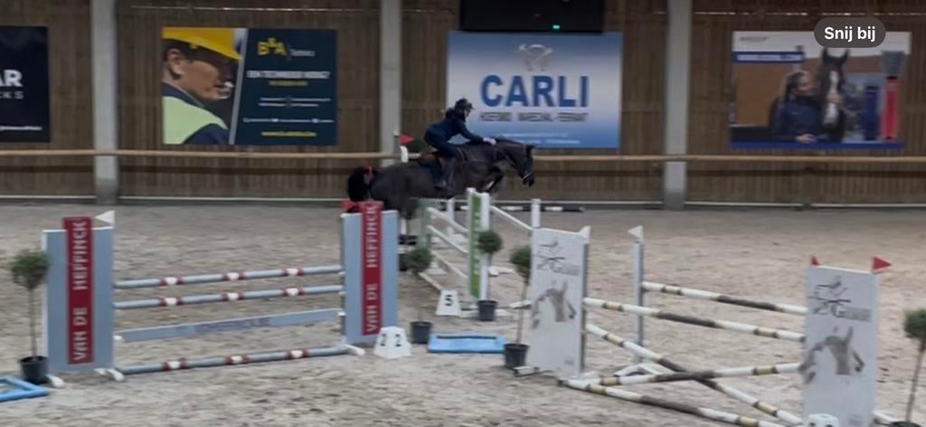 Fantastisch springpaard, Animaux & Accessoires, Chevaux, Jument, Cheval de saut