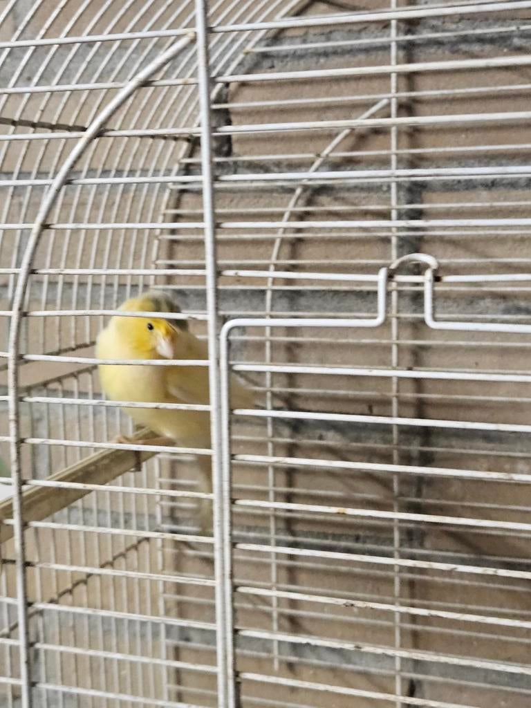 Kanarie pop, Dieren en Toebehoren, Vogels | Kanaries