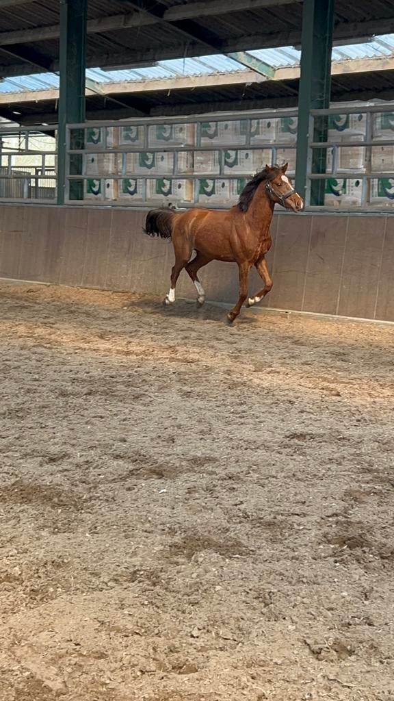 3 jarige c  pony. For sale, Animaux & Accessoires, Chevaux, Hongre