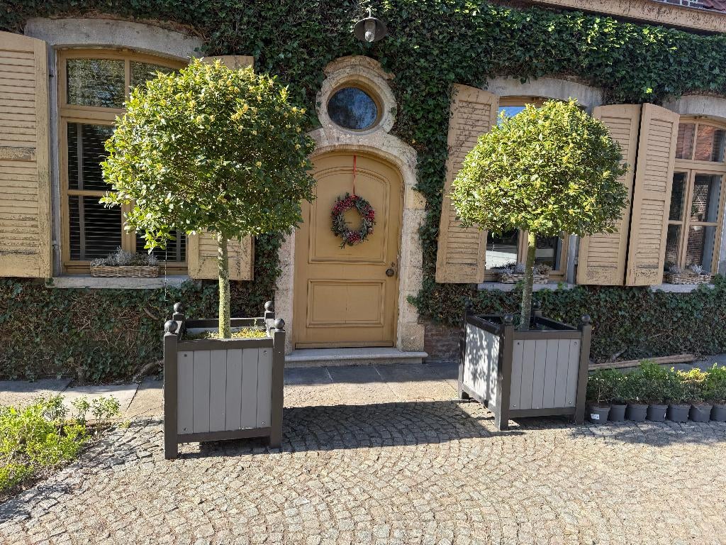 laurier, Tuin en Terras, Planten | Struiken en Hagen, Struik, Laurier, 100 tot 250 cm, Ophalen