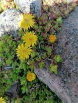rots plantje, Tuin en Terras, Ophalen, Bodembedekkers, Volle zon, Vaste plant