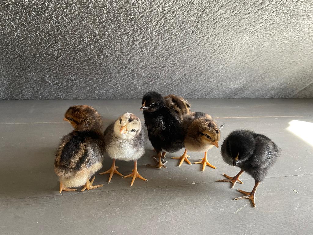 Kuikentjes/broedeieren, Geslacht onbekend, Kip