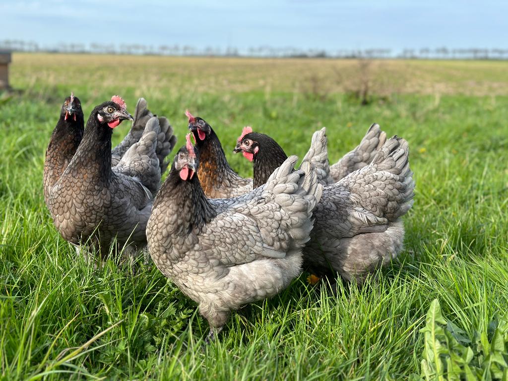 Jonge tamme bleu de landes kippen gesekst en ingeënt, Animaux & Accessoires, Volatiles, Poule ou poulet, Femelle